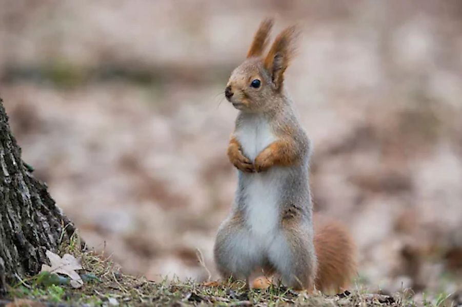Papermoon Fototapete »Eichhörnchen« günstig online kaufen
