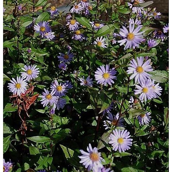 Herbstwild Aster Calliope - Aster,aevis günstig online kaufen