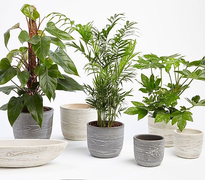Dehner Übertopf Wood, rund, Keramik günstig online kaufen