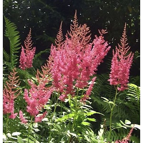 Prachtspiere Amethyst - Astilbe arendsii günstig online kaufen