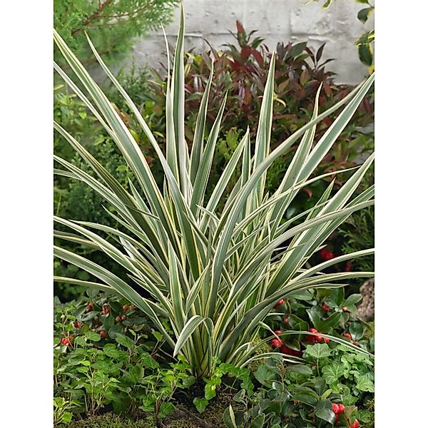 Phormium Tenax Tricolor Neuseeländer Flachs Bunt 60–100 cm günstig online kaufen