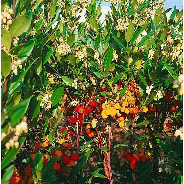 Arbutus Unedo Compacta Erdbeerbaum Immergrün 40–60 cm günstig online kaufen