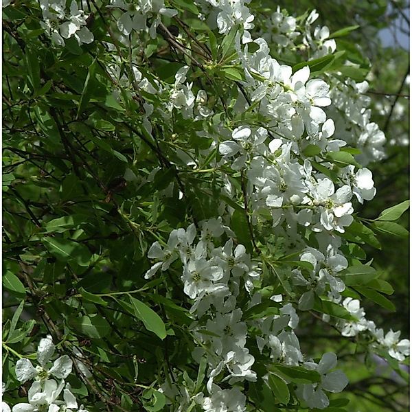 Prunkspiere Niagara 40-60cm - Exochorda racemosa günstig online kaufen