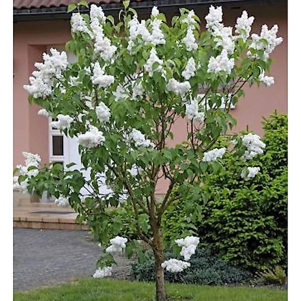 Hochstamm Fiederblättriger Flieder 80-100cm - Syringa pinnatifolia günstig online kaufen