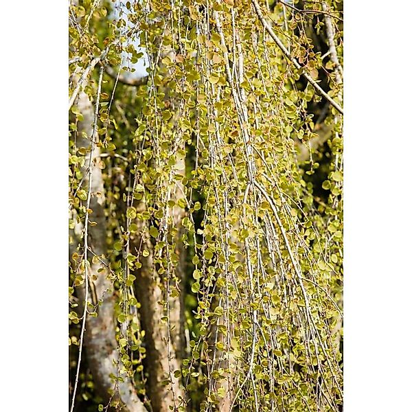 Cercidiphyllum Japonicum Pendulum Katsurabaum Hängend 150–175 cm günstig online kaufen
