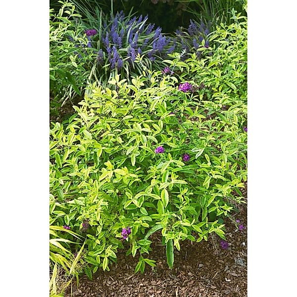 Buddleja Santana Schmetterlingsstrauch 40-60 cm günstig online kaufen