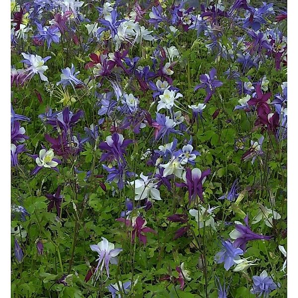 Akelei Biedermeier - Aquilegia caerulea günstig online kaufen