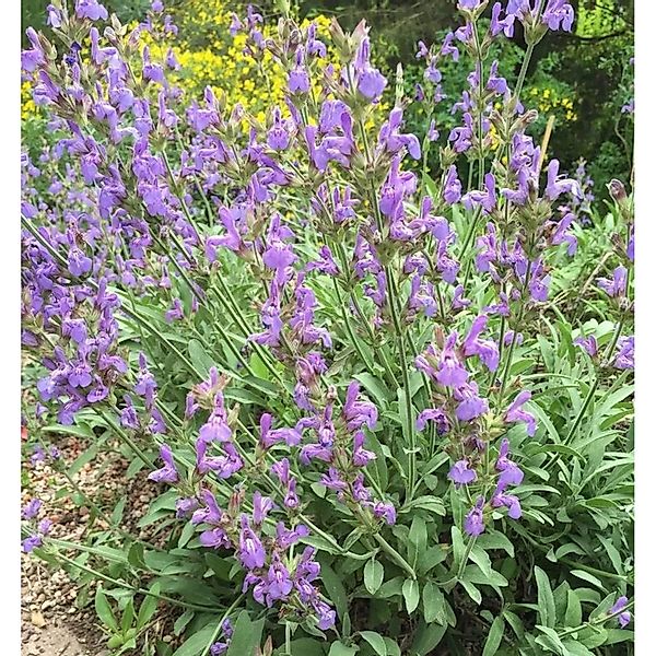 Spanische Salbei - Salvia,avandulifolia günstig online kaufen