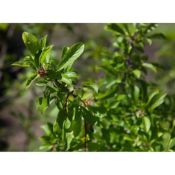Pflanzen für Dich Gehölze Prunus spinosa, 1 St., Schlehdorn, Schwarzdorn günstig online kaufen
