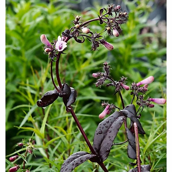 Bartfaden Dark Towers - Penstemon digitalis günstig online kaufen