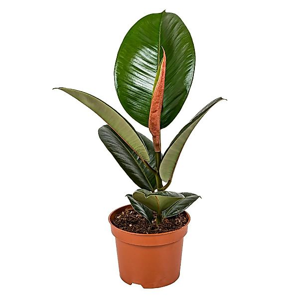 Casa Caron | Ficus Robusta günstig online kaufen