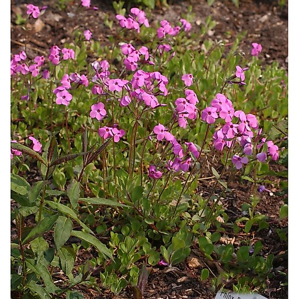 Wilder Phlox Pink Ridge - Phlox stolonifera günstig online kaufen