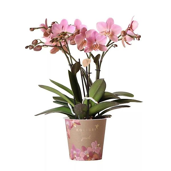 Kolibri Orchids AltRosa Phalaenopsis Orchidee Jewel Treviso Topfgröße 12cm günstig online kaufen