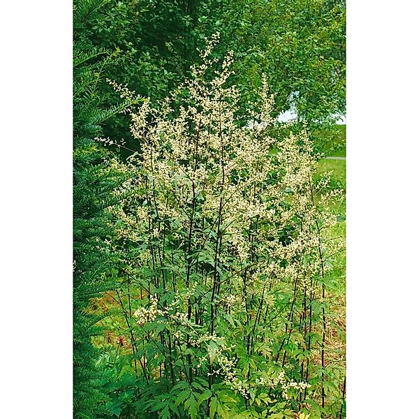 Artemisia Lactiflora Elfenraute Ca. 11x11 cm Topf günstig online kaufen