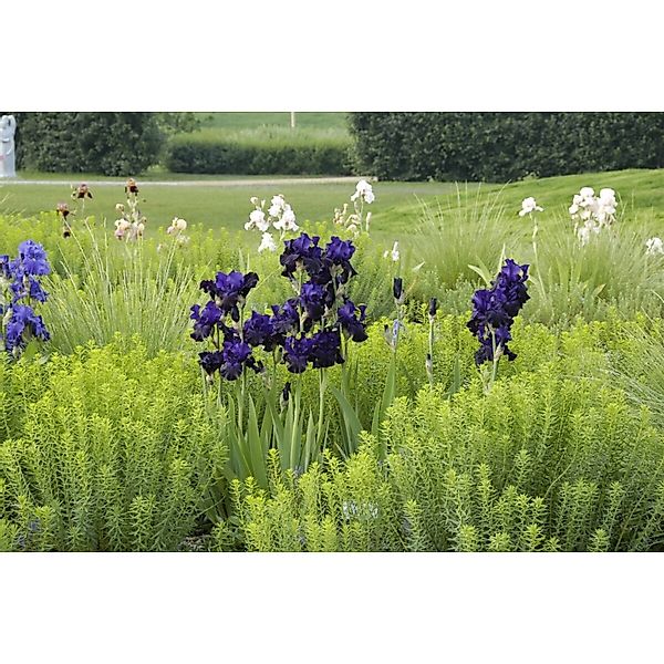 Iris X Barb.-Elat.'Dusky Challenger' Schwertlilie Ca. 11x11 cm Topf günstig online kaufen