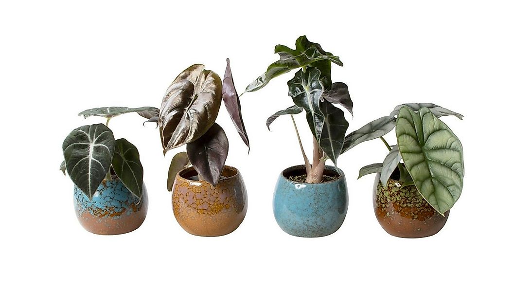 meinvipshop Zimmerpflanze Pflanzenset Alocasia gemischt 4er Set mit Übertop günstig online kaufen