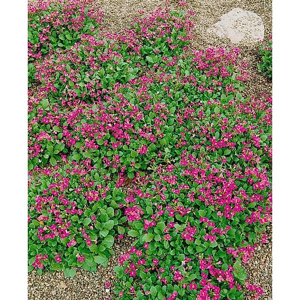 Arabis Caucasica Pinkie Gänsekresse Rosa Ca. 9x9 cm Topf günstig online kaufen