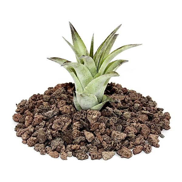 Exotenherz Tillandsia Brachycaulos Mutliflora Lose Pflanze Klein günstig online kaufen