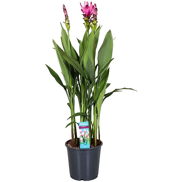 Perfect Plant | XL Curcuma Versteckte Lilien günstig online kaufen
