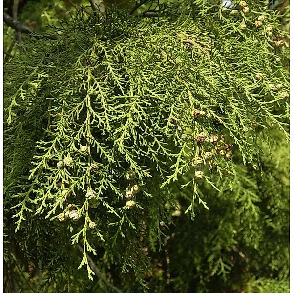 Hänge Scheinzypresse Intertexta 80-100cm - Chamaecyparis obtusa günstig online kaufen