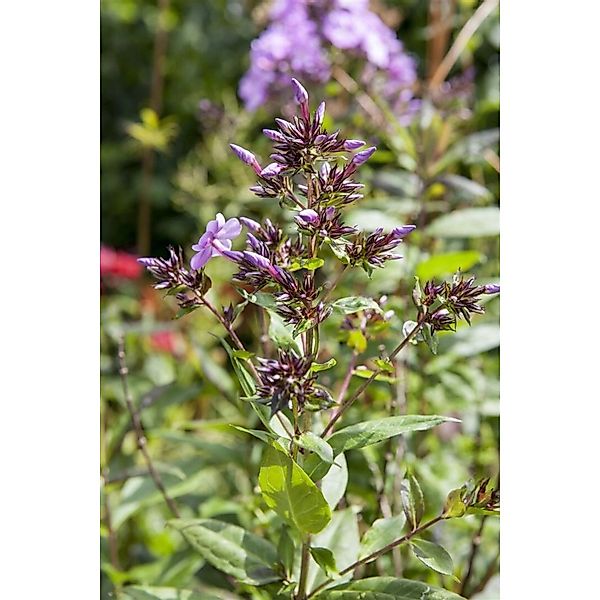 Phlox Divaricata Wolken Duftphlox Ca. 9x9 cm Topf günstig online kaufen