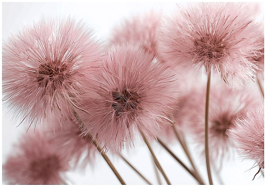 Wallarena Fototapete Löwenzahn Rosa Natur Vlies günstig online kaufen