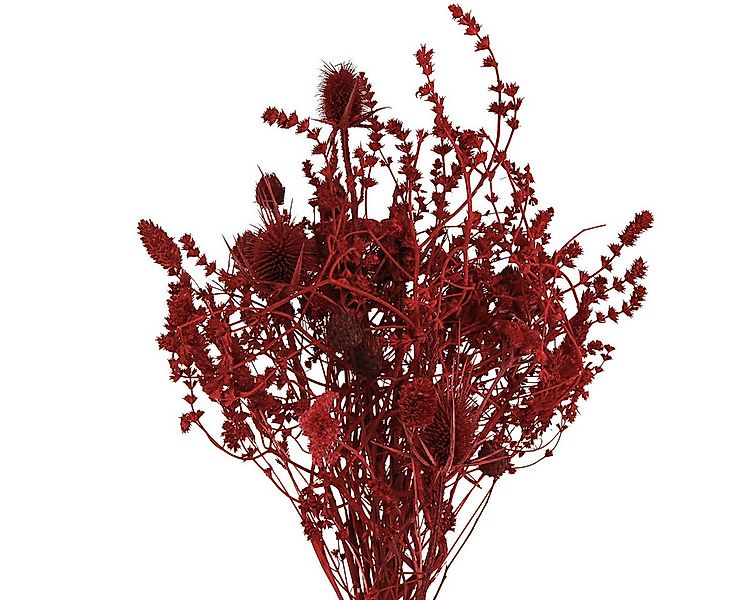 Trockenblume Trockenblumenstrauß Weinrot Deko Distel 40cm 80g, Viana, Höhe günstig online kaufen