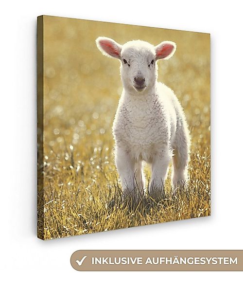 OneMillionCanvasses® Leinwandbild Schafe - Gras - Sonne, Fotodruck (1 St), günstig online kaufen