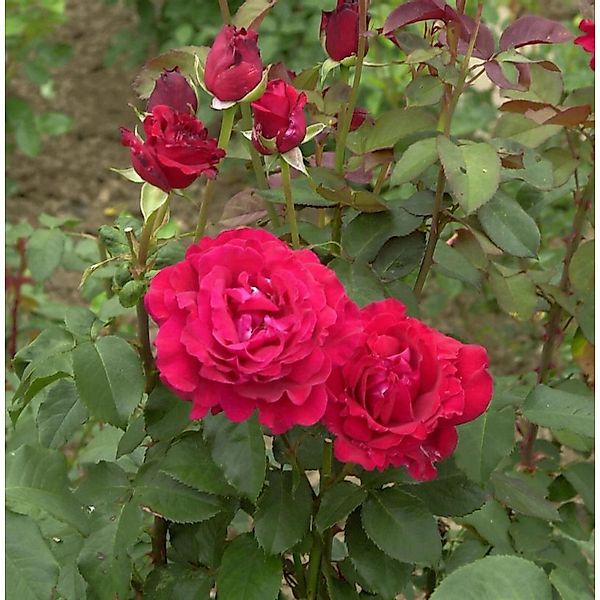 Floribundarose Duftzauber 30-60cm günstig online kaufen