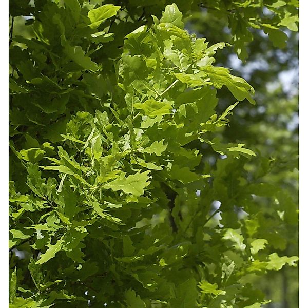 Säulen Eiche Koster 80-100cm - Quercus robur Fastigiata günstig online kaufen