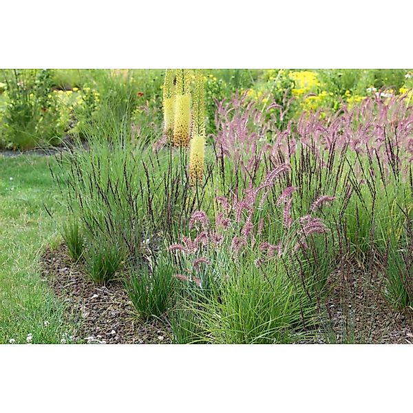 Pennisetum Orientale Tall Tails Lampenputzergras Ca. 11x11 cm Topf günstig online kaufen