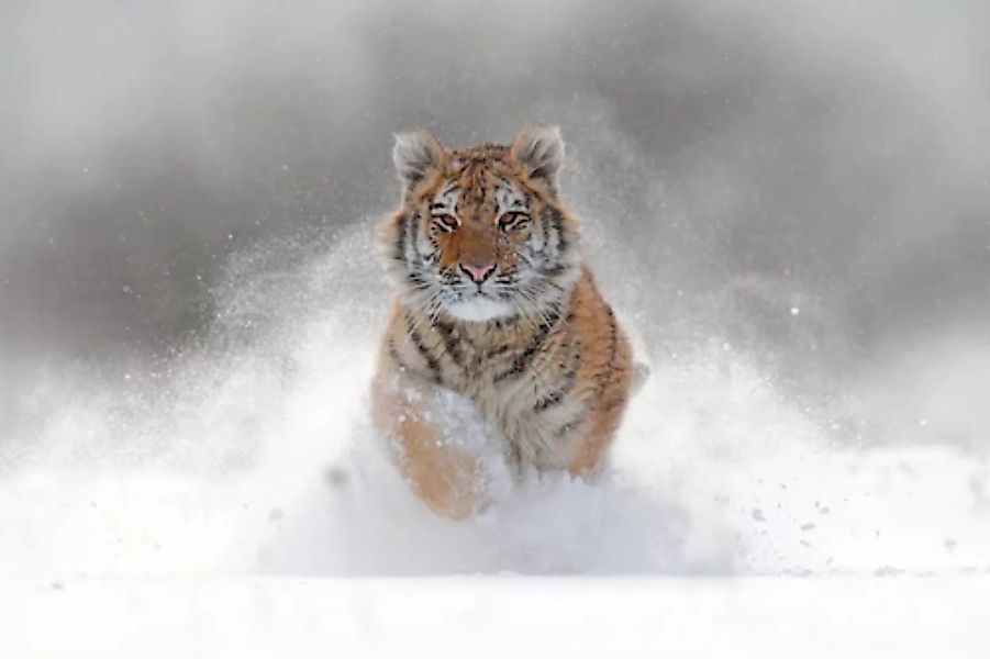 Papermoon Fototapete »Siberian Tiger« günstig online kaufen