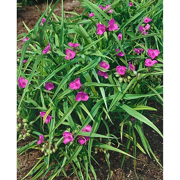 Tradescantia X Andersoniana Rubra Dreimasterblume Ca. 9x9 cm Topf günstig online kaufen
