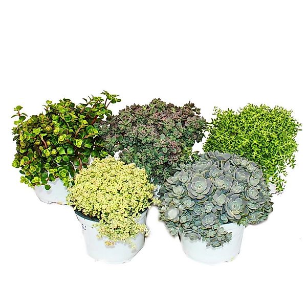 Exotenherz Beetpflanze 5 ver. Winterharte Sedum-Pflanzen Fetthenne abwechsl günstig online kaufen