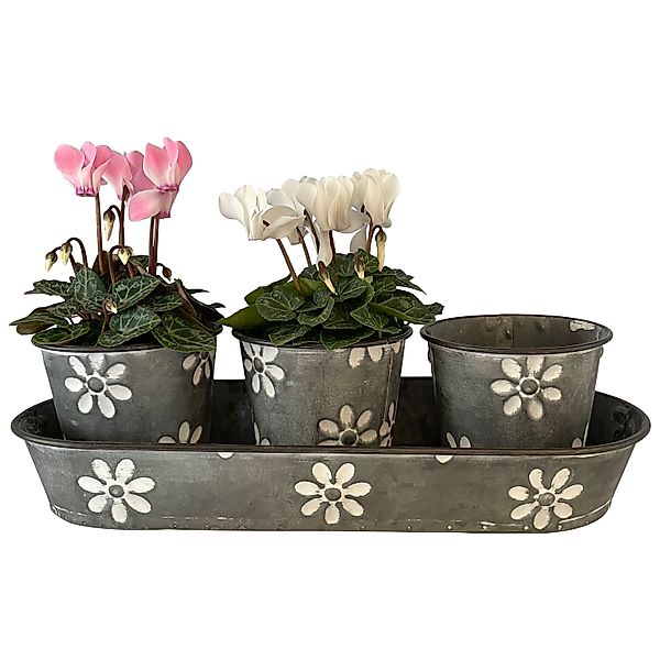 Online-Fuchs Blumentopf 3er Set süße Blumentöpfe günstig online kaufen