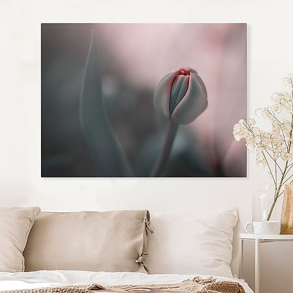 Leinwandbild Sinnliche Tulpe günstig online kaufen