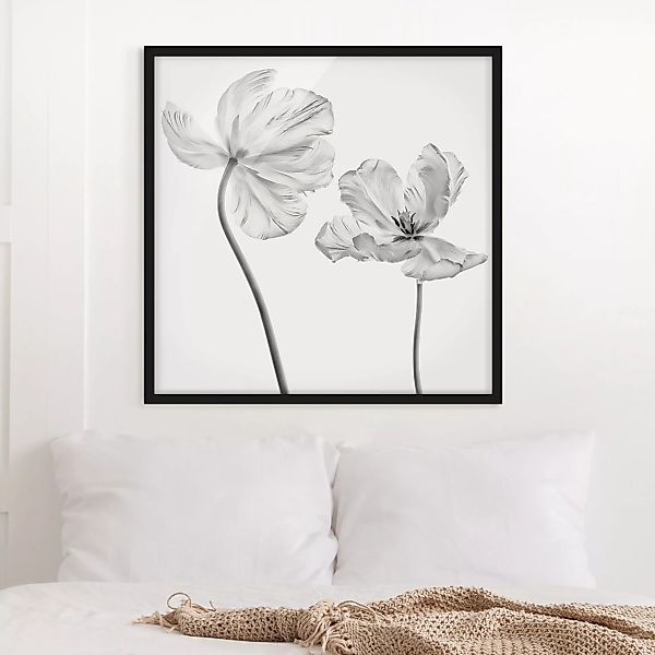 Bild mit Rahmen Zwei zarte weiße Tulpen günstig online kaufen