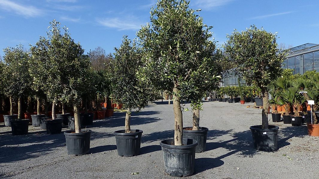 gruenwaren jakubik Olivenbaum Olivenbaum Olive "20 Jahre", Stammumfang 20 - günstig online kaufen