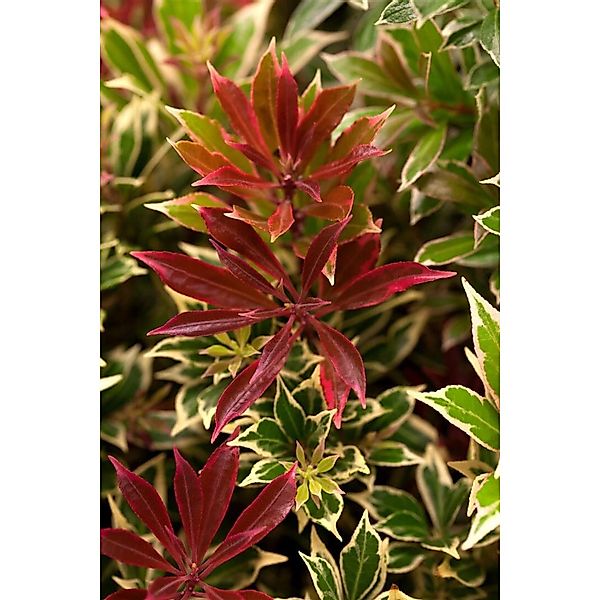 Pieris Japonica Flaming Silver Japanische Lavendelheide 30–40 cm günstig online kaufen
