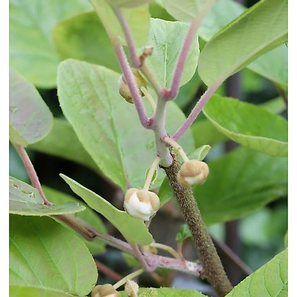 männliche Kiwi Male 125-150cm - Actinidia chinensis günstig online kaufen