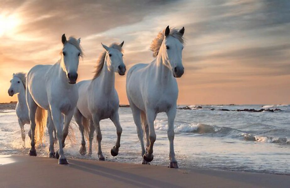 Papermoon Fototapete »PFERDE-CAMARGUE GALLOP STRAND MEER TIERE KÜSTE PROVEN günstig online kaufen