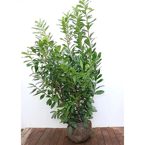 Prunus,aurocerasus 'Novita' 175-200 cm günstig online kaufen