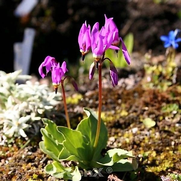 Götterblume Rote Farben - Dodecatheon meadia günstig online kaufen