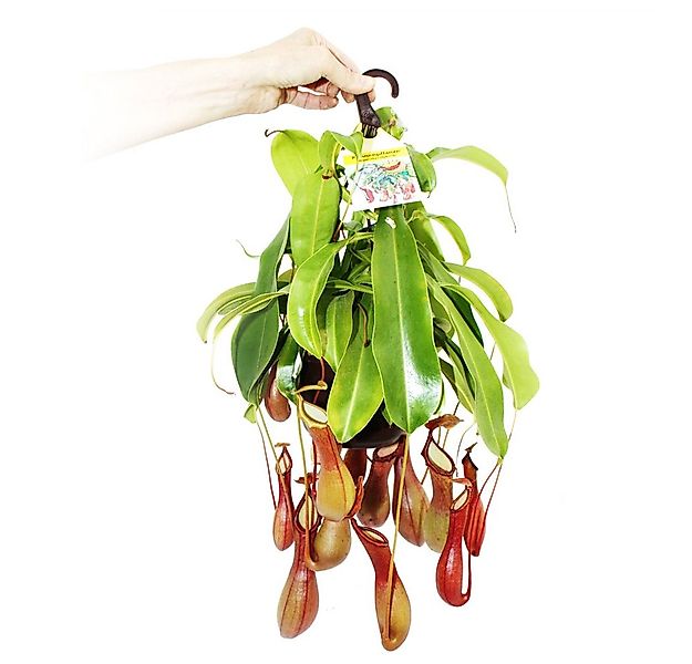Exotenherz Zimmerpflanze Fleischfressende Pflanze - Nepenthes alata 14cm Am günstig online kaufen