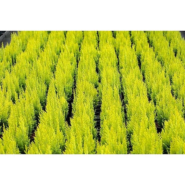 Chamaecyparis,awsoniana 'Ivonne' 125-150 cm günstig online kaufen