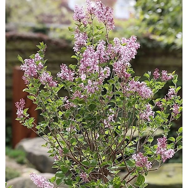 Hochstamm Zwerg Duftflieder Josee 80-100cm - Syringa meyeri günstig online kaufen
