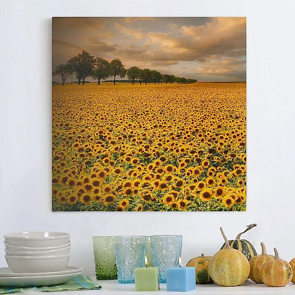 Leinwandbild - Quadrat Feld mit Sonnenblumen günstig online kaufen