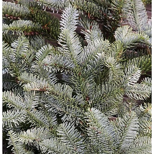 Silbertanne Wiesmoor Nixe 20-25cm - Abies procera günstig online kaufen