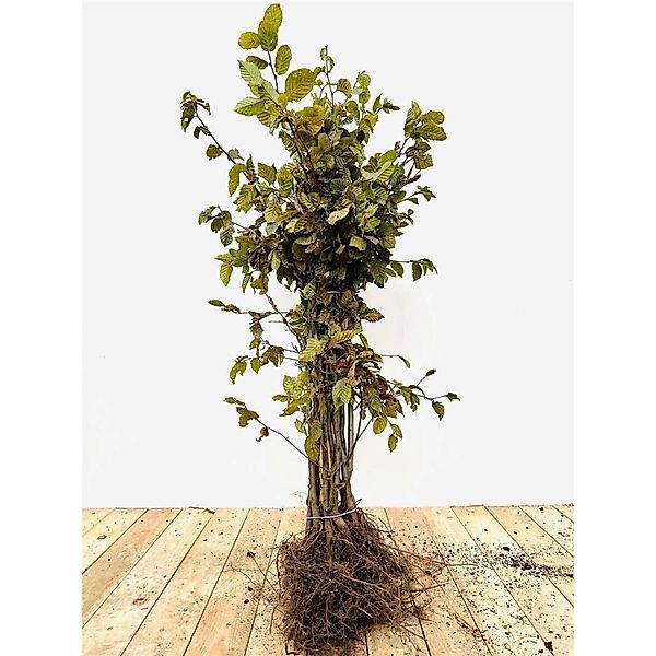 Carpinus betulus 50-80 cm günstig online kaufen