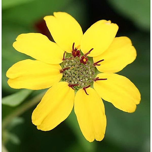 Duftende Schokoladenblume - Berlandiera,yriata günstig online kaufen